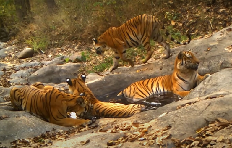 A group of tigers lounging around the 